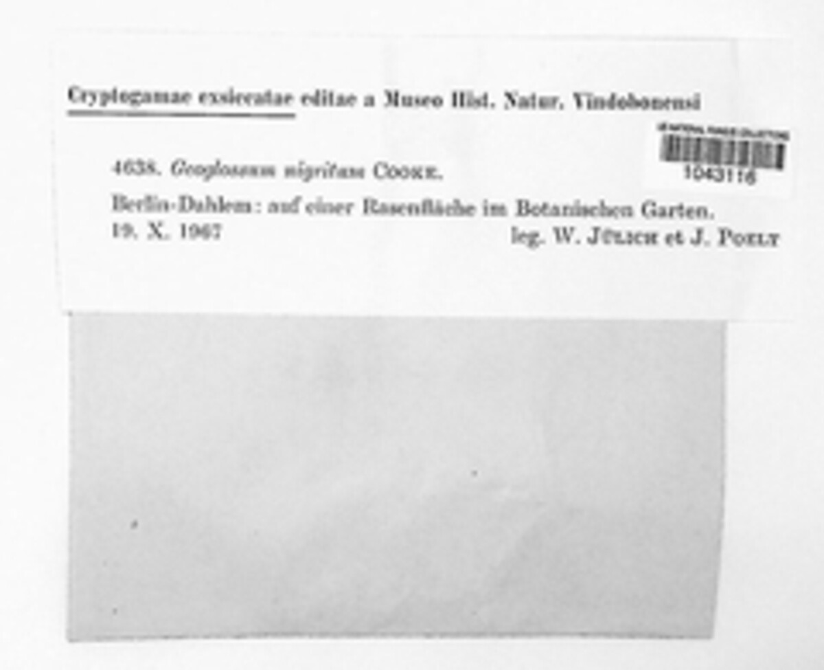 Geoglossum nigritum image